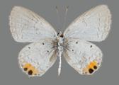 AZ25-0071V